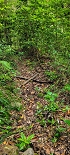 Plants: image 84 Of 208 Thumb